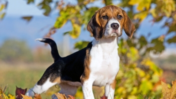 Beagle standing in Autumn leaves