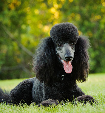 A black poodle laying in the grass with its tongue out.