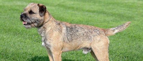 Border Terrier standing on a grass field.