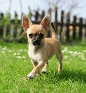 Image of Chihuahua walking on grass.