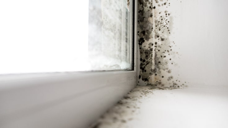 Mould on the windows.