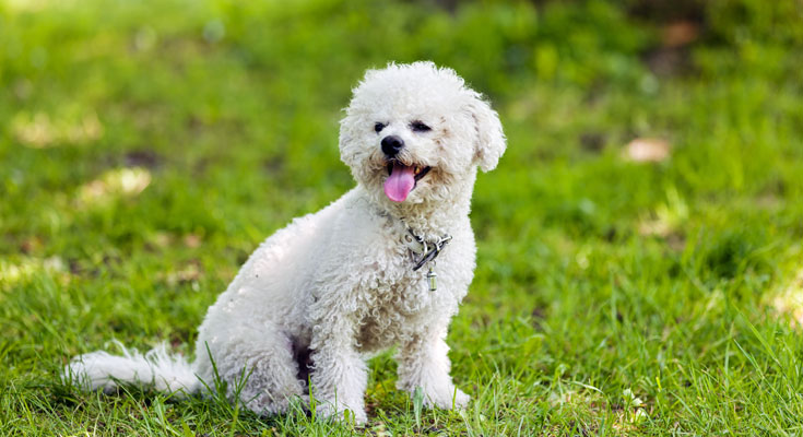 Bichon Frise sitting on grass with mouth open and tongue out