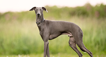 A grey greyhound standing in a field