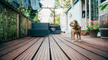 Border Terrier standing on decking