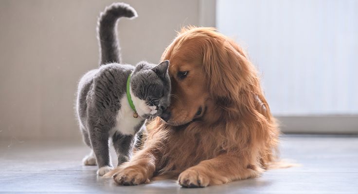 Friendly cat and dog.