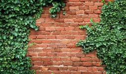 Ivy leaves over a brick wall