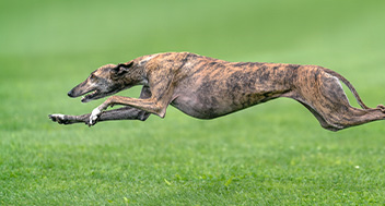 Brindle Greyhound running through a field